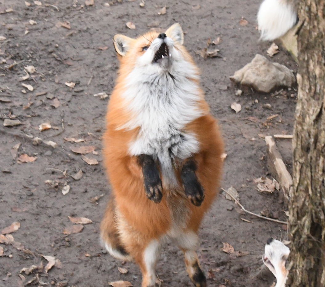 Foxssil(フォクシル) おきつね全国地図4/11ver公開しました！ tweet media