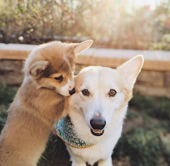 corgilover990 tweet picture