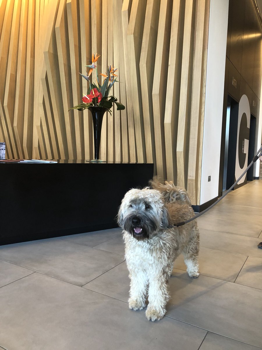 Hello everyone , my name is Barney and I’m a friend of <a href="/PorterBuilding/">The Porter Building</a> #officedog <a href="/WELLcertified/">IWBI</a> ❤️