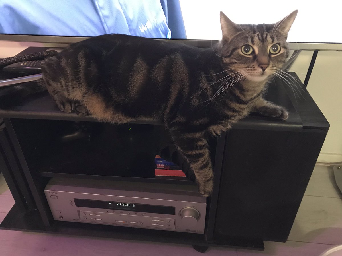 Oikarip's tweet photo. @ani05iina Päinvastoin lisääntynyt kahdella tytöllä 😸😸 #Topsu jota luultiin pienenä pojaksi https://t.co/nEhcThTSZ0