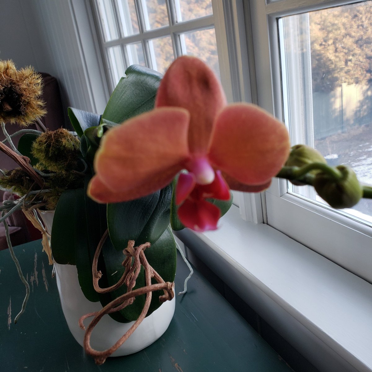 PrincetonErrand's tweet photo. 🌷A gorgeous gift we received via Viburnum Designs last year letting us know spring is here. 🌸 #doesntfeellikespring #hintsofspring  @viburnumdesigns https://t.co/mcCylTeIP8