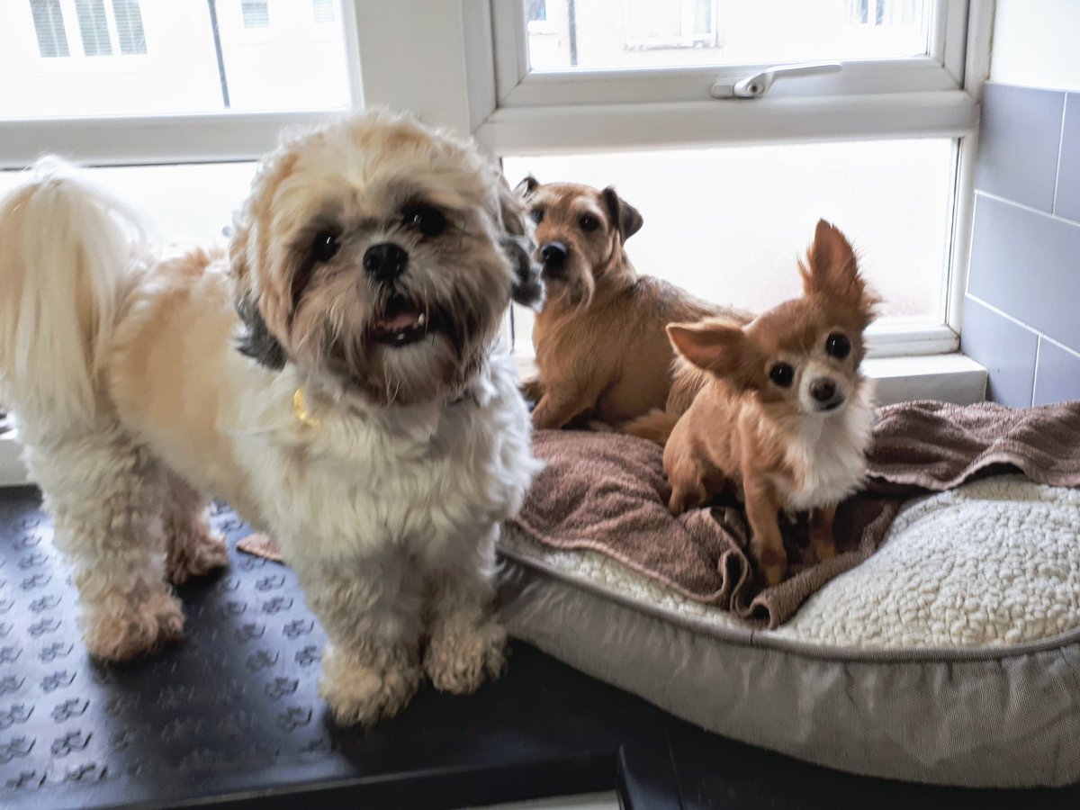 Lucky's at the groomer today, which means a chance to hang out with his doggy pals Lester and Charlie.