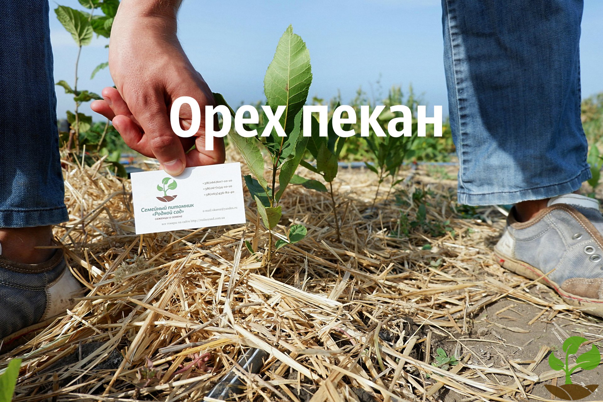 Пекан саженец 3 года