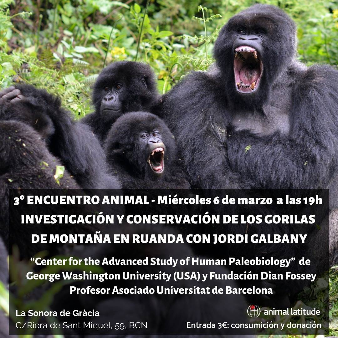 No us perdeu avui el Encuentro Animal de març, amb <a href="/jordigalbany/">Jordi Galbany</a> que parlarà sobre els goril·les de muntanya i la seva conservació 🦍🦍. Recordeu: avui a les 19h a la <a href="/sonoradegracia/">La Sonora de Gràcia</a>. Organitza <a href="/animallatitude/">associació animal latitude</a> 😀 #gorilla #primate