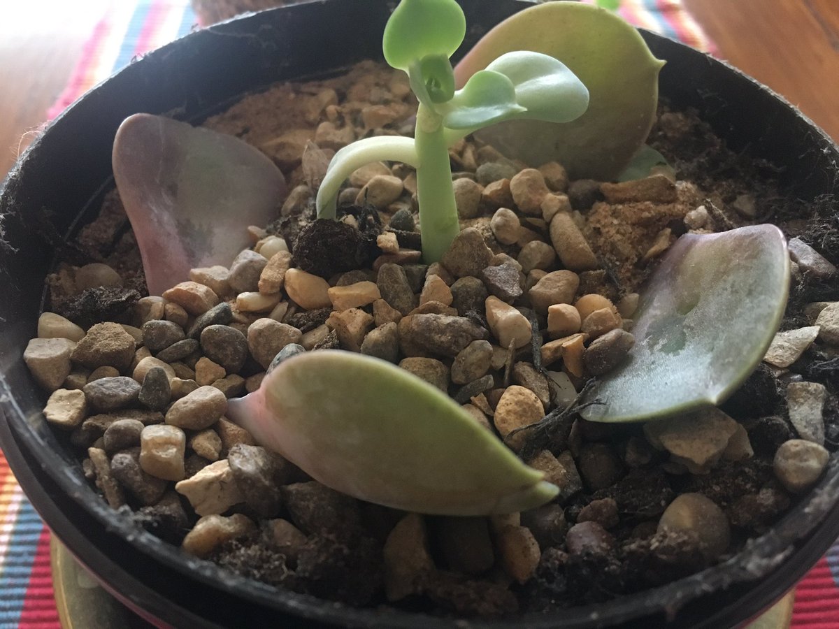 GardeNamitapics's tweet image. My #echiveria got over-watered. Trying to see if I can rescue it and get some new ones. 🤞#succulents #alpines #GardenersWorld #gardeners #newbie