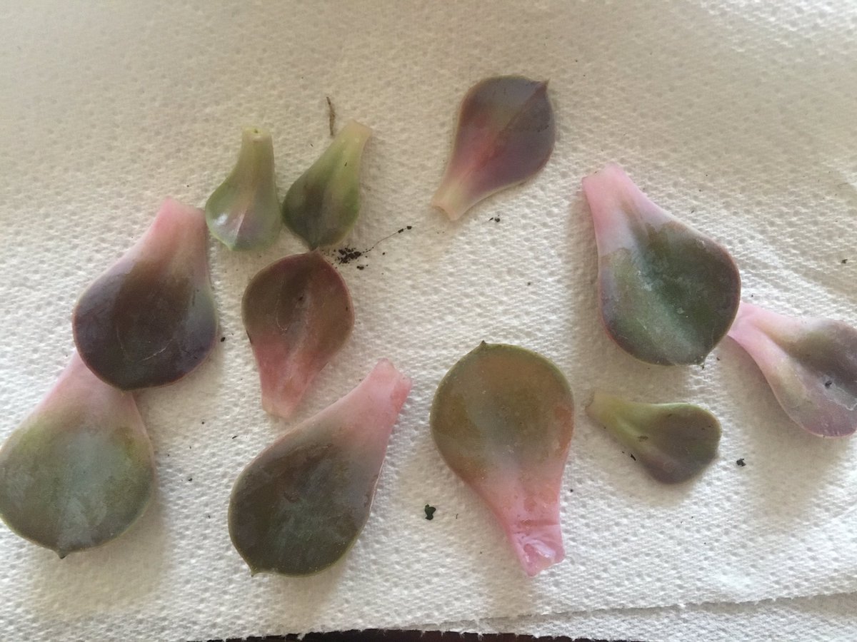 GardeNamitapics's tweet image. My #echiveria got over-watered. Trying to see if I can rescue it and get some new ones. 🤞#succulents #alpines #GardenersWorld #gardeners #newbie