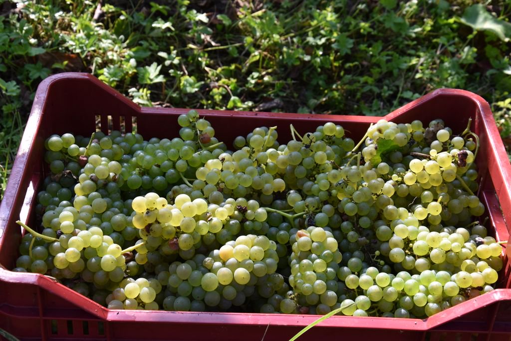 BreganzeDoc's tweet photo. I primi tepori riportano alla memoria il ricordo della nostra ultima, ottima, vendemmia. https://t.co/sp5gLU671H