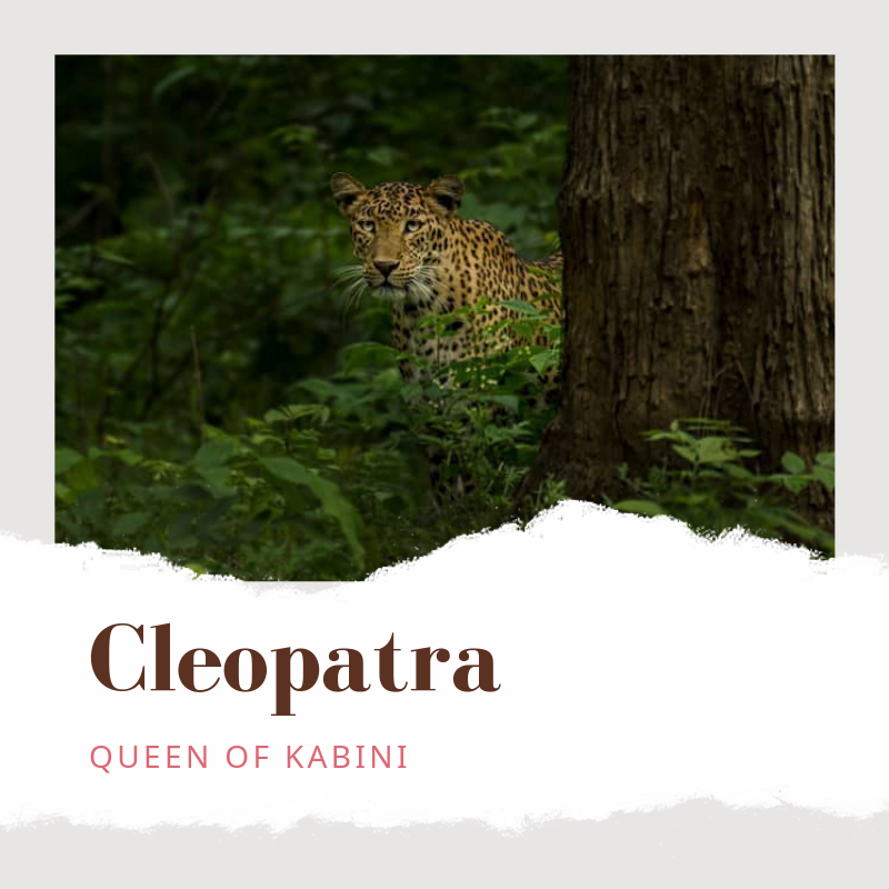 TheBisonKabini's tweet photo. Cleopatra is the epitome of beauty and grace, nurturing every litter of hers into adulthood and occasionally one of her cubs return to pay her a visit.
Book an experience with us to encounter the gorgeous Cleopatra. WhatsApp us +91 96061-69952 #WildKarnataka #IncredibleIndia https://t.co/xE4anhOOak