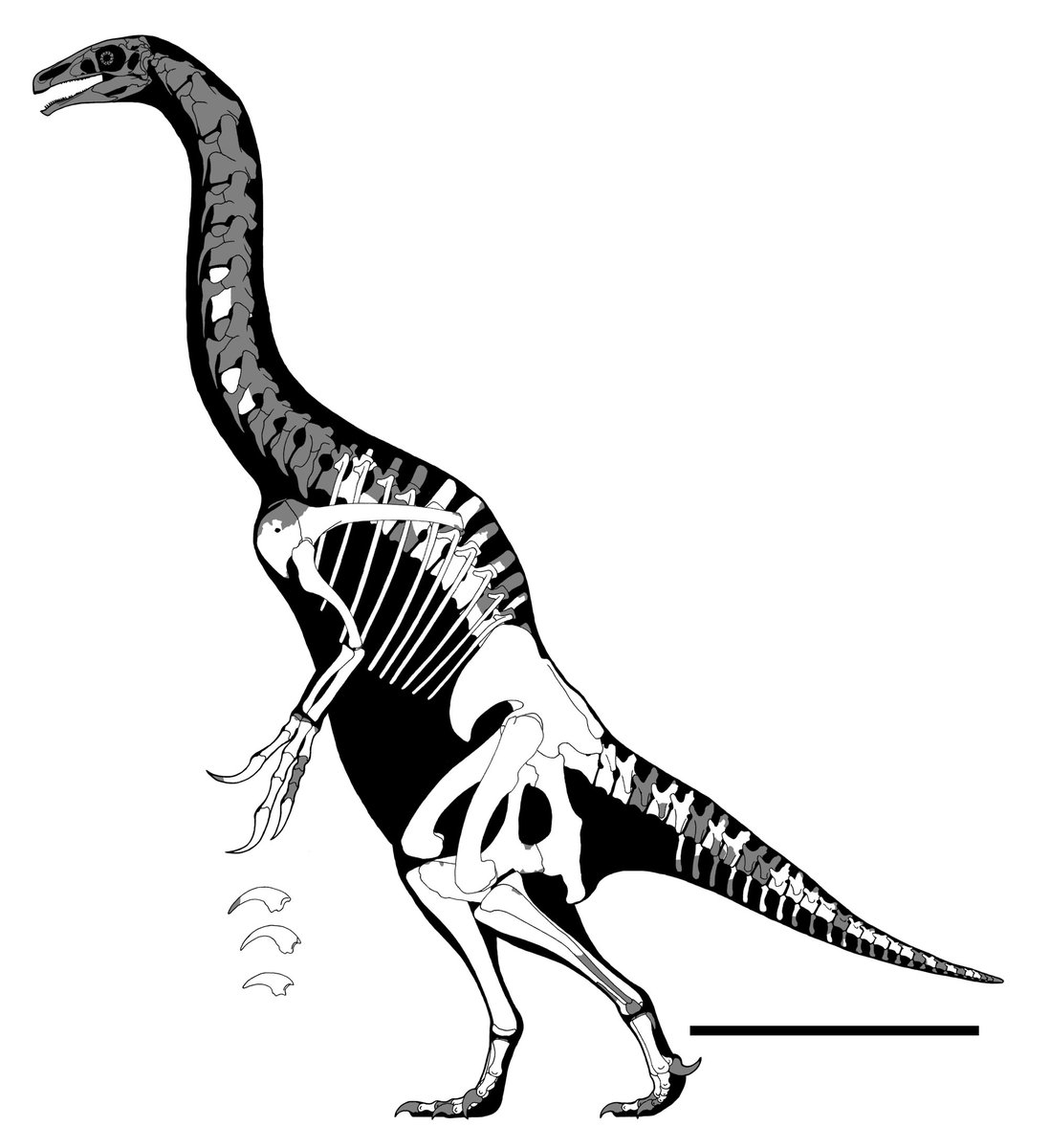 Nothronychus graffami