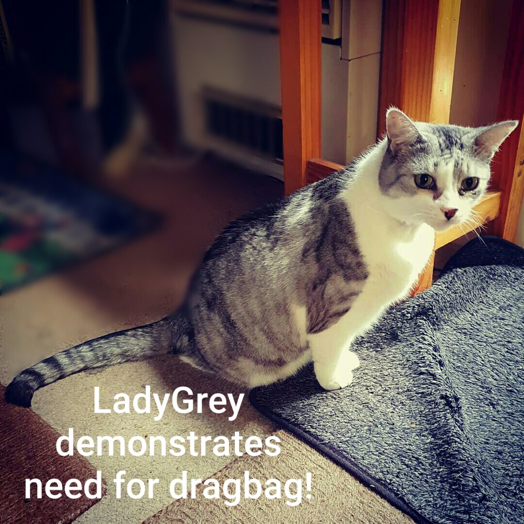 ThornburyRocks's tweet photo. Didja know there's a market for mobility aides for disabled pets? I had no idea but now that Lady Grey is scooting about way more than she should be, I've discovered it's a big deal in the US. Thanks to a lovely maker in Florida & GoFundMe donors, a #dragbag is now on the way! https://t.co/xmXqXwvBnW