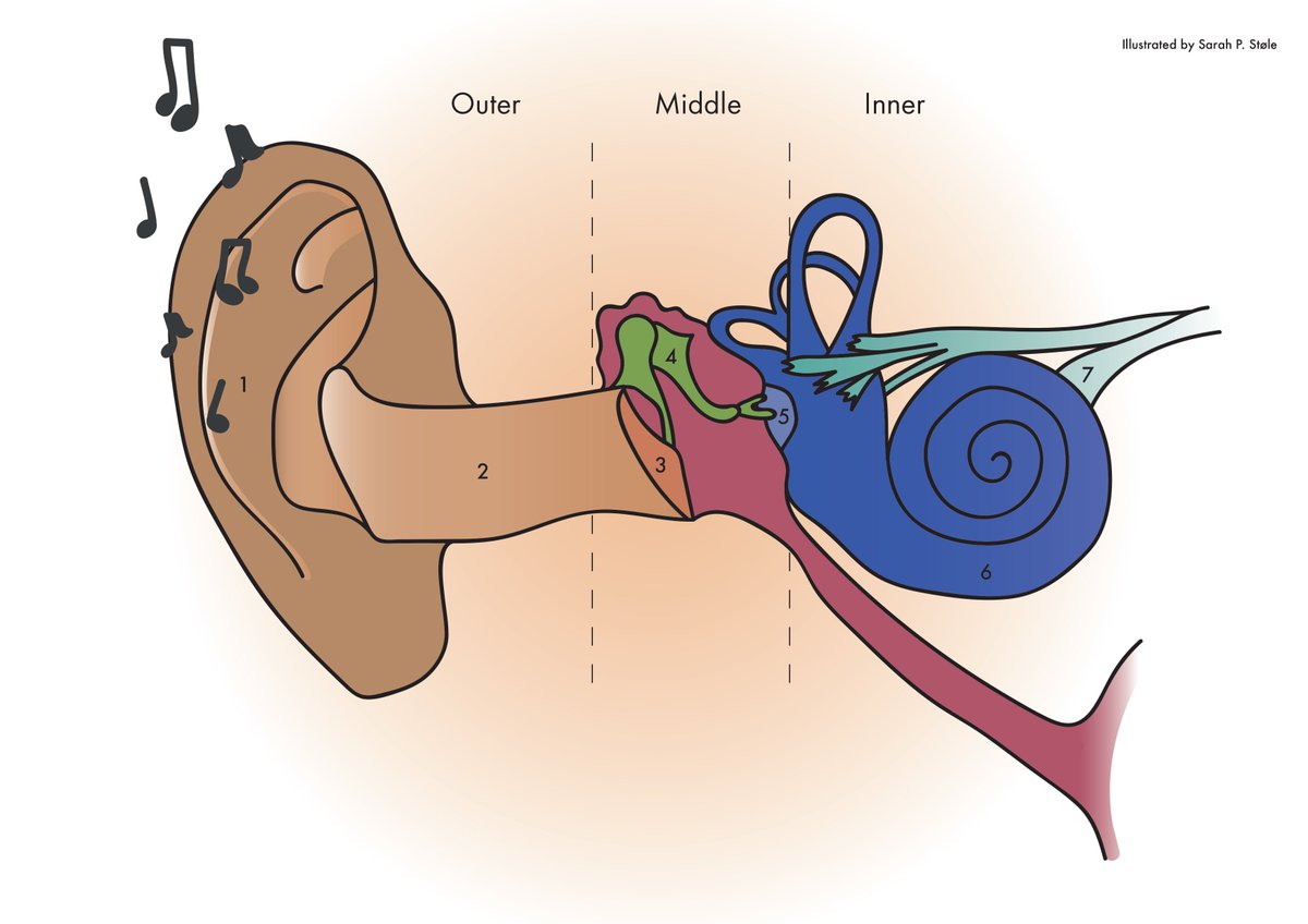 UCLEarInstitute's tweet photo. How does hearing work &amp; why do you lose it? 👂🧠
Scientists @AuditoryOrgan &amp; @theastole will present at "Science Day: Polish Contribution", part of @ScienceWeekUK. 

Saturday (09/03/19) 12-6pm, Polish Social-Cultural Centre, London W6 0RF. https://t.co/ceJxLM8fne #BSW19 #scicomm https://t.co/yTCp6wjlP4