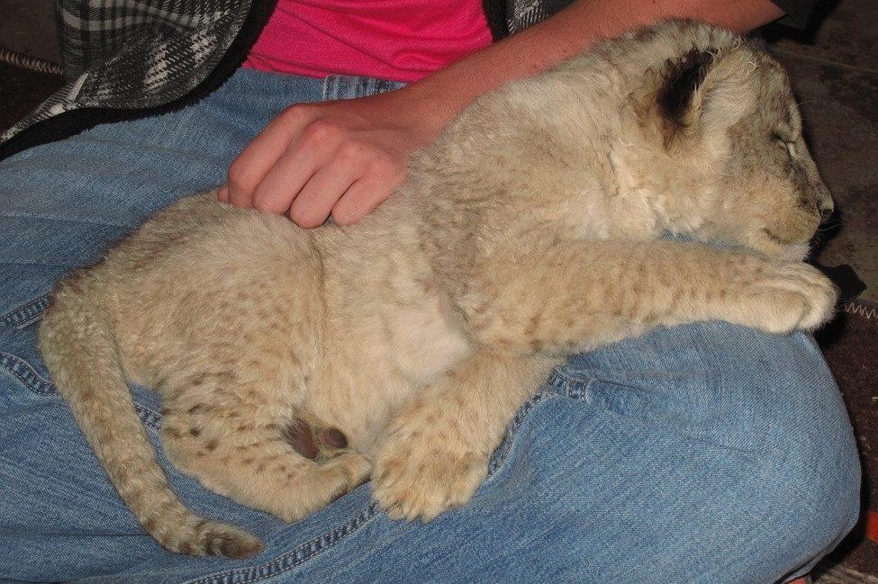 Captive wild animals suffer miserably for tourist entertainment. 😢

Think twice before you ride an elephant or cuddle a baby tiger. 

Read more #OnTheBlog: hsus.link/f9zoln