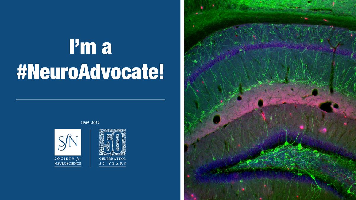 #NeuroAdvocate: March 7 is #SfNHillDay! SfN members will be on Capitol Hill to promote #neuroscience and basic research to policymakers. Help boost your fellow scientists' message by contacting your representatives: bit.ly/2NLYoIw