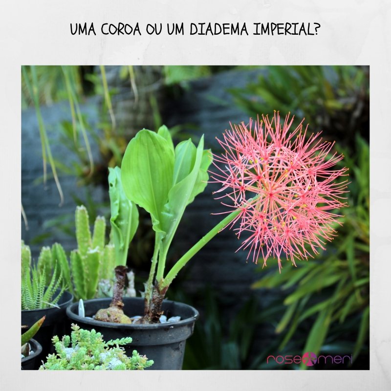 Uma flor de Natal que pode florescer até depois do Carnaval. Flor-de-natal, Coroa-imperial, Lírio-de-natal, Estrela-de-natal, Diadema-real. Seu nome: Scadoxus multiflorus
#coroaimperial #flordenatal #scadoxusmultiflorus #rosemeri #amarillidaceae #floresdejardim