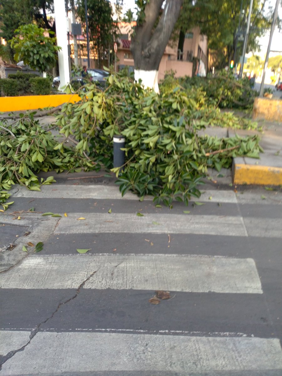 Se solicita apoyo para retiro de ramas que están sobre banqueta de Nuevo León esquina Baja California, col Hipódromo, <a href="/AlcCuauhtemocMx/">Alcaldía Cuauhtémoc</a> estorbando el paso <a href="/AGUCDMX/">AGU CDMX</a> <a href="/SGIRPC_CDMX/">Secretaría de Gestión Integral de Riesgos y PC</a>