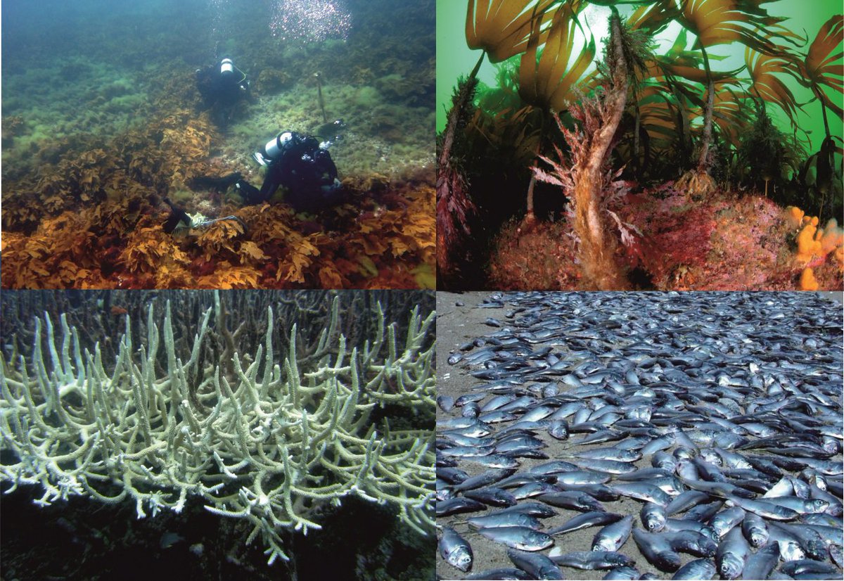 DanSmale1's tweet photo. Our new paper in @NatureClimate shows how extreme temps recorded during marine heatwaves dramatically impact ocean ecosystems and the goods/services they underpin. Big issue as marine heatwaves are getting more frequent and longer due to climate change https://t.co/RsWRMQNm4g https://t.co/AxtQODnnkz