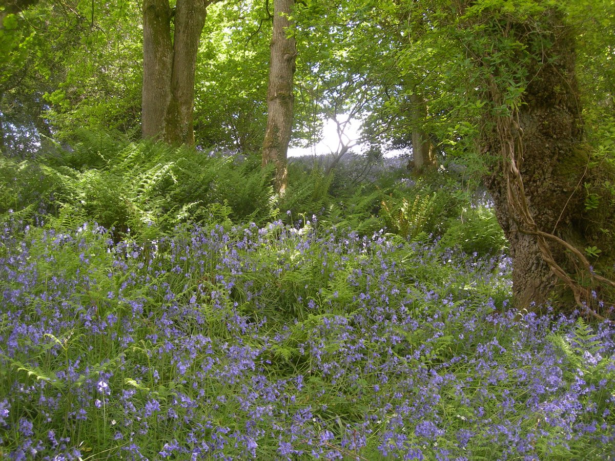 We are now taking reservations for DBRC's 2019 training courses on woodland, grassland and sedge id - discounts for early bookings: dbrc.org.uk/training-cours…