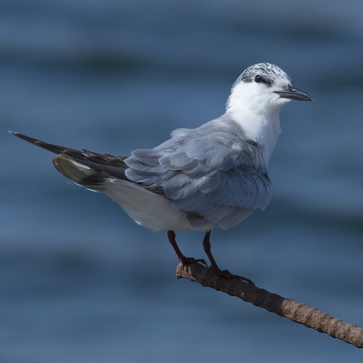 Whiskered Tern