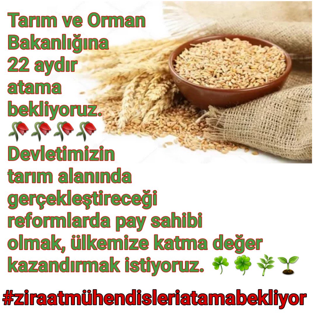 AytenUrhan7's tweet photo. ReistenTarıma 10BinMüjdesi
#MartAyıKesinAtamaİstiyoruz 
#TarımBakanlığıSeçimdenÖnceAtamaBekliyor https://t.co/sphvGH1EN2