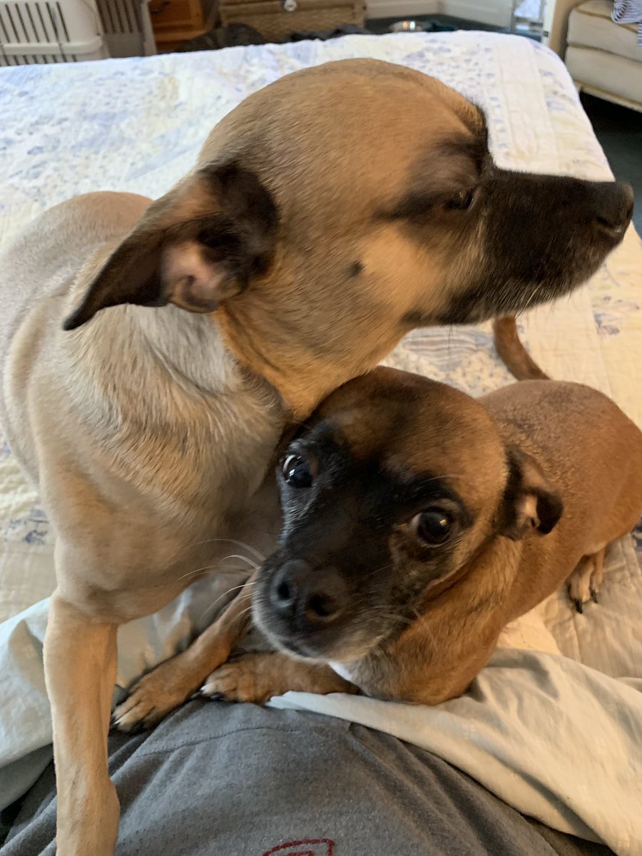 RonniHunter997's tweet photo. #WakeUp #puppylove #rescues #RescueDogs    #mondaythoughts  #TimeToPee #SnuggleTimeIsOver Obie, Bailie &amp; Lyzzie ❤️❤️❤️ https://t.co/1bdSZoHDtu
