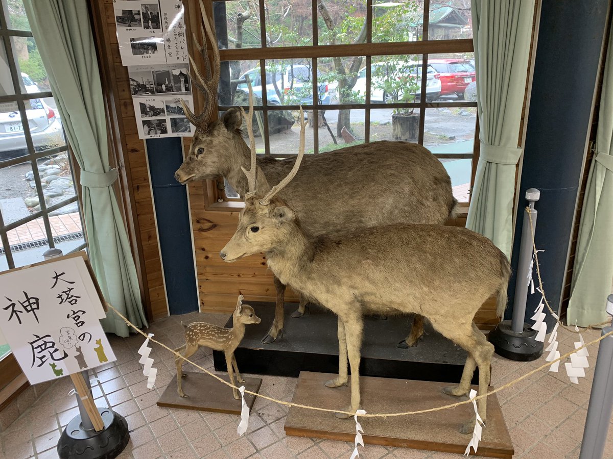 la_dolce_vita_8's tweet photo. #東方神起 ＃TVXQ #changmin #changmin88 #bambi #shimfamily⁉️ #kamakura #shonan #japan https://t.co/rj0sic9yUw