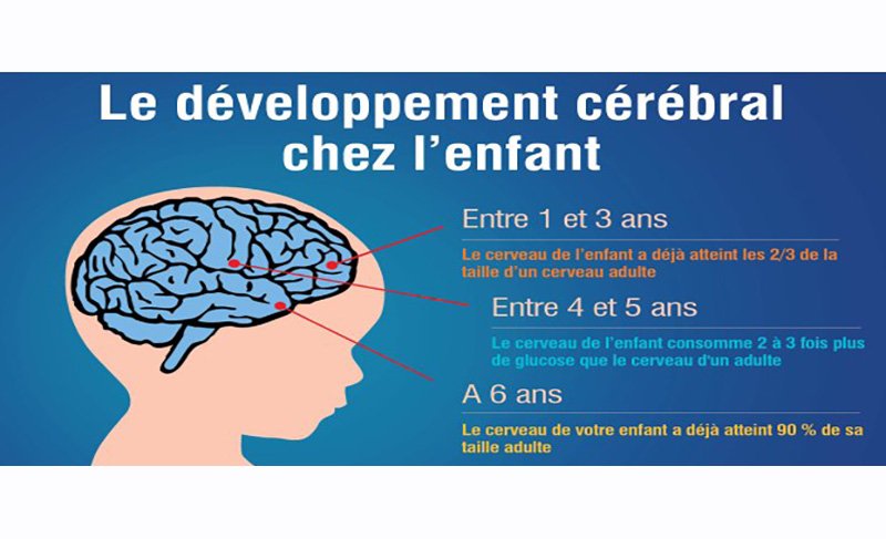 Le développement du cerveau de 1 à 3 ans