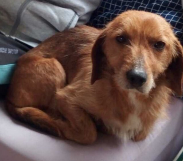taylor_vnt's tweet photo. Aujourd'hui je voulais vous faire un Avant/Après parce qu'on ne parle pas assez de l'abandon d'animaux et parce que cela va bientôt faire 1 an que j'ai sauvé cette petite crevette. Privilégiés les refuges plutôt que les animaleries etc, vous ferez le bonheur d'une boule de poil❤ https://t.co/0jjfg5jo2J