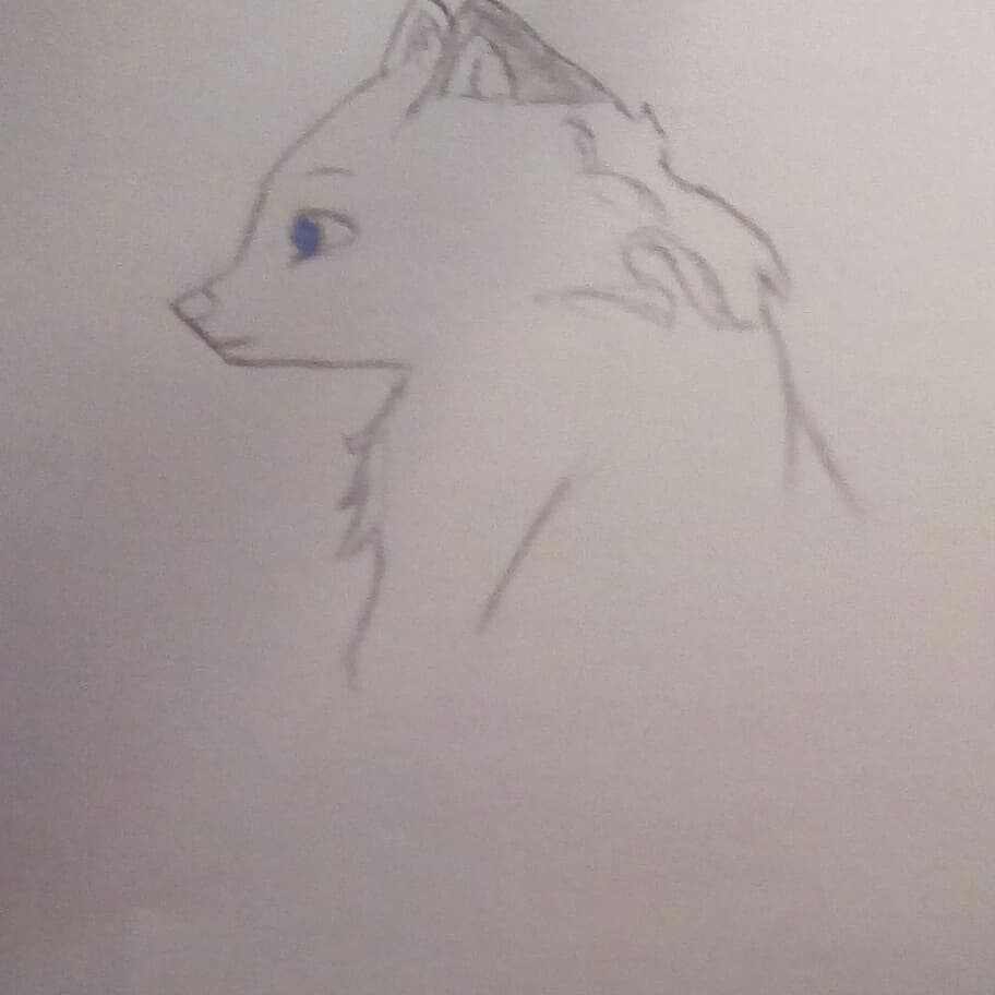 culleycai2002's tweet photo. I call her moonwolf
#myfirstoc #princess #notafurry #butilovepets #art #16yearoldartist #draw #youngartist #originalcharacter #wolffo https://t.co/bWZFj3mSxC