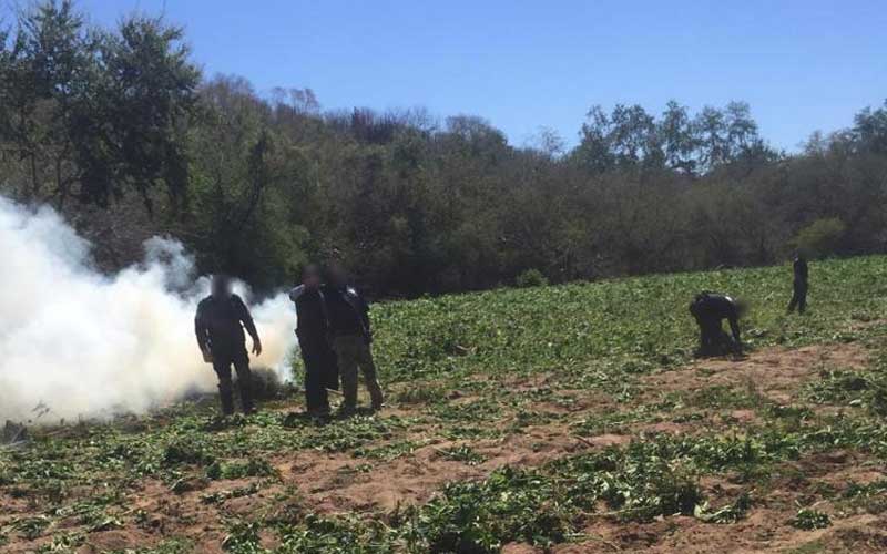 KioscoMayor1's tweet photo. Federales destruyen más de 84 mil kilos de mariguana en Álamos > https://t.co/BxqGNWWBrx https://t.co/wN0Ifo1iOz