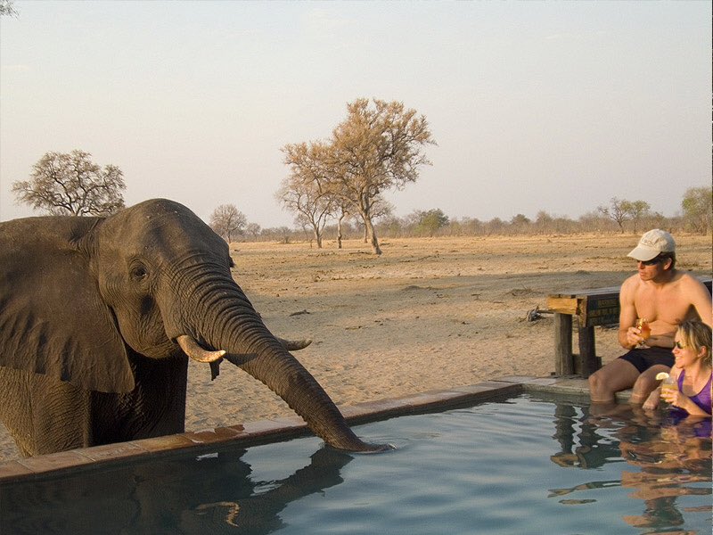 yedu_lani's tweet photo. For the love of animals - celebrating #WorldWildlifeDay 

Save the animals for the future generations #wildlife #saverhino @Zimparks @SharonHoole @5050TV @SaveMana #saveelephants #savewilddogs @LinBarrie @BBCAfrica #stoppoaching @World_Wildlife @AWF_Official https://t.co/G8SOksiuFr