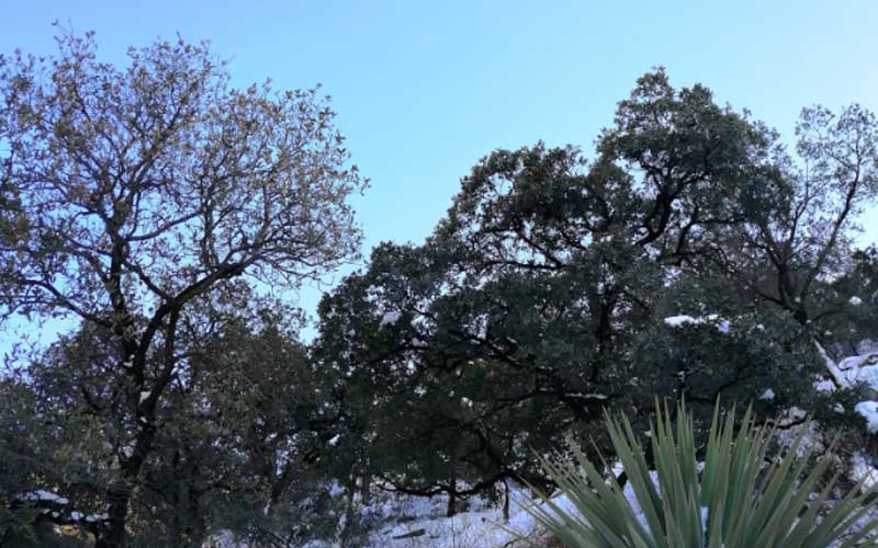 KioscoMayor1's tweet photo. Norte y noreste de Sonora reportan temperatura de menos 0.5 grados > https://t.co/v2ST73QXcY https://t.co/GItgsja0jP