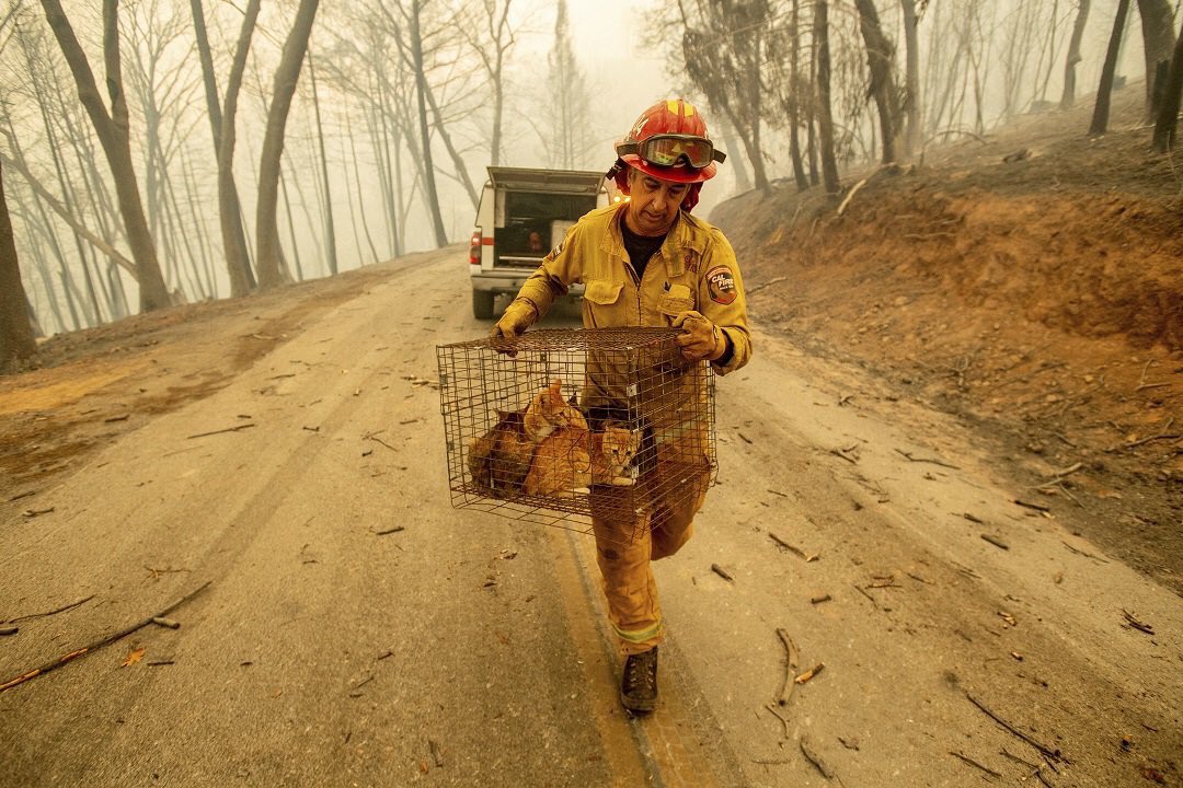 eugenegu's tweet photo. @realDonaldTrump @GovernorKayIvey After the largest wildfires in California’s history, Trump threatened to withhold FEMA funds from the devastated families who lost their homes and loved ones and blamed the state for “poor Forrest management.” He literally gave the state his F treatment. https://t.co/6zYT5S52Vw