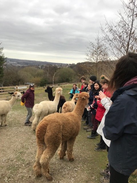 conservationsoc's tweet photo. We had an exciting animal filled day of conservation on Saturday! 🐓🦙🌿Thanks to everyone who helped out and thank you to @Holly_Hagg for having us ☀️ https://t.co/WLUpASiHtr