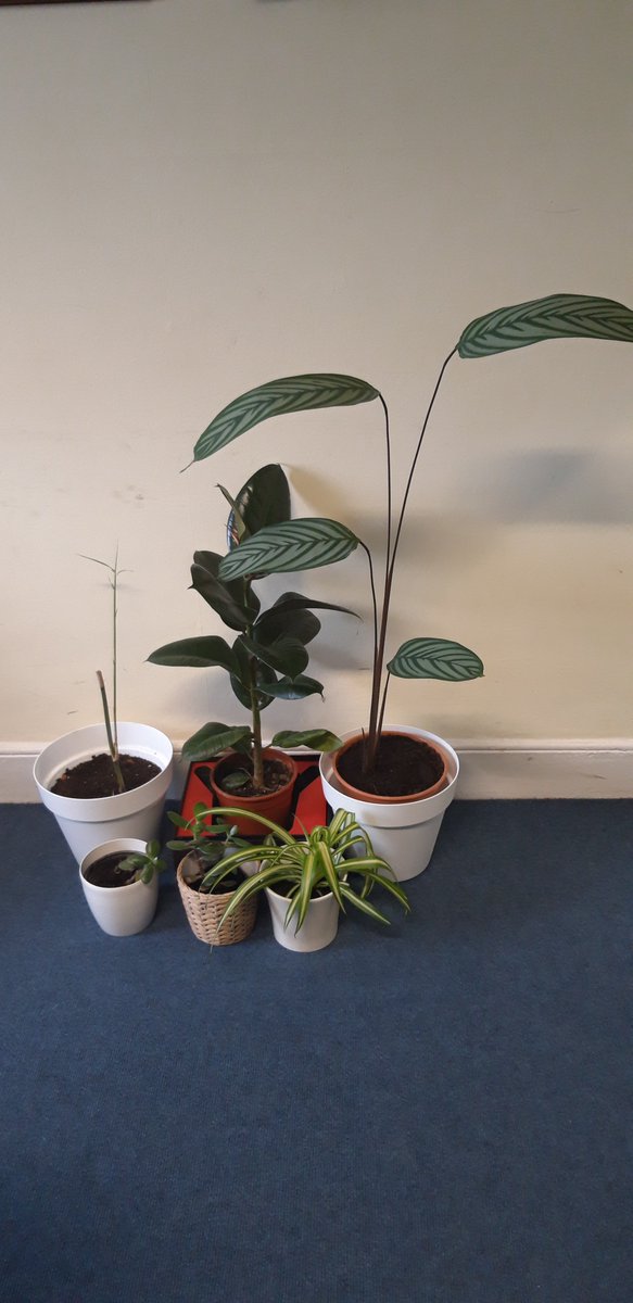 Maynoothgeog's tweet photo. So #BringAPlantToWorkDay in @Maynoothgeog is going very well. Some lovely new specimens and a couple of stunning old timers getting a look in too. #OfficePlants #BenefitsOfPlants #PlantsAtWork https://t.co/Z40qTxKrD3