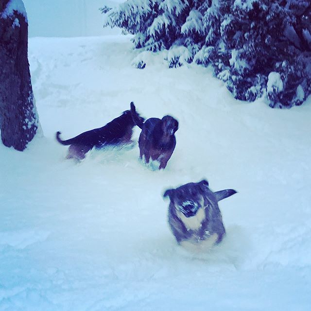 QuiteFetching17's tweet photo. Look at her go!! #snowfun #snowdog #snowdogs #dogsinsnow #myfurbabies #dogsofnewengland #dogsofmassachusetts #woodog #graftonma #playtime #snowday #dogs #winterdog #dogmomlife https://t.co/I1D2ITMZyz https://t.co/B90qbASCGj