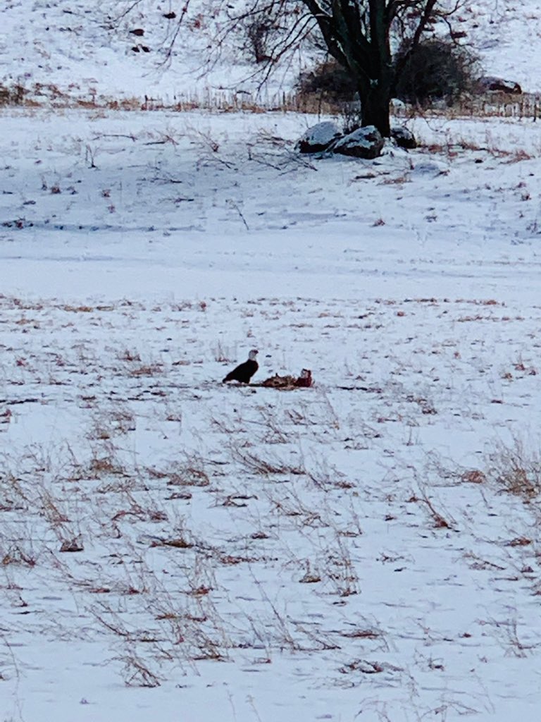 RothrocksBio's tweet photo. Predator playing scavenger https://t.co/ln70tsa2or