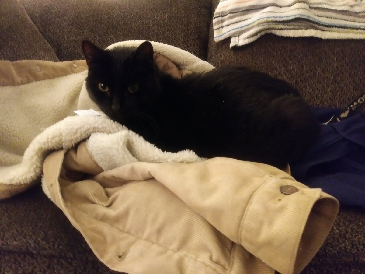 Old man and professional void, Mr. Neechi, held me hostage last night when he refused to move from my coat #dailydoseofcat