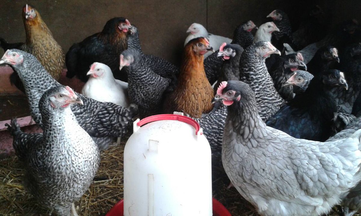oaktrack's tweet photo. Do you fancy having a go at keeping #chickens? These hybrid birds are perfect for the novice #henkeeper, they come fully vaccinated and are great egg layers. Please DM if interested @yourchickens @SmallholderMag @ctysmallholding https://t.co/cEuAjNLv3X