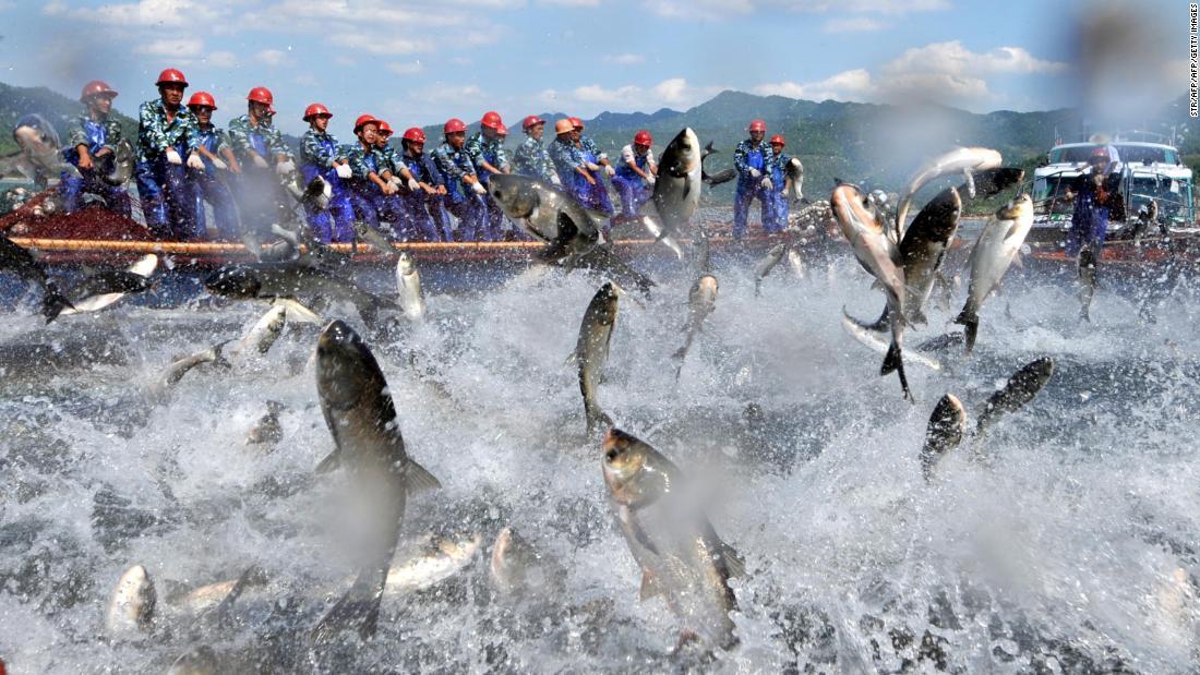 CNN's tweet photo. Climate change is endangering fish worldwide, shrinking populations by up to 35% in coastal regions near China and Japan, scientists say https://t.co/Xi0suXGZyZ https://t.co/zvo62iypHN