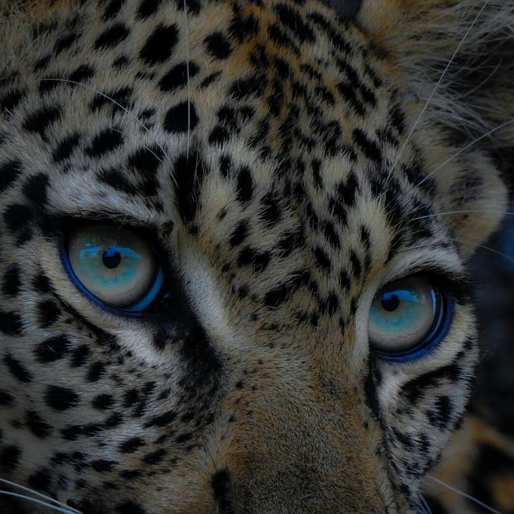 The Gleaming Eyes Of A Skillful Yet Merciless Killer, The Leopard #catslover #bigcatdiaries #bigcat #big5 #africa #natgeo #natgeotravel #natgeophoto #sabisands #capturethewild #africansafari #RT #travelexperience #natgeoyourphoto #naturelovers #wildlifephotography #WildlifeDay