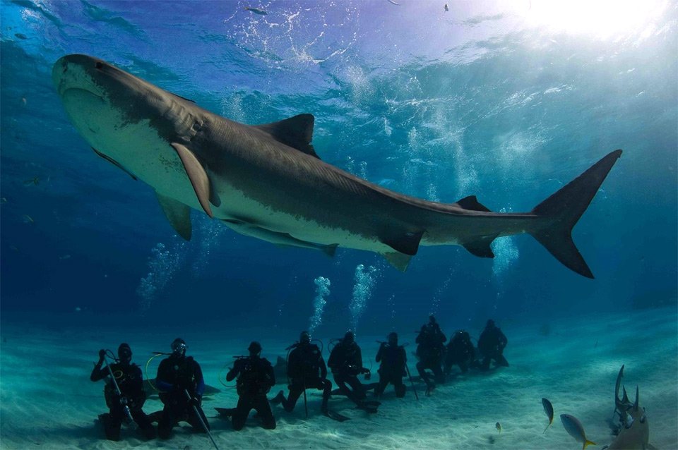 JessicaSHitchc1's tweet photo. Divers Chilling Below Huge Tiger Shark https://t.co/q589DgDpQ3