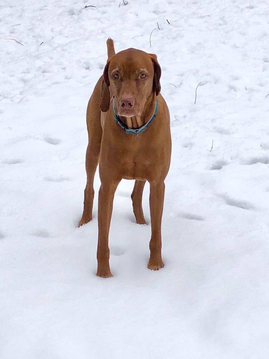 DanaPerino's tweet photo. Snow on the ground and snow whiskers on his chins and eyebrows https://t.co/M6vc0bIuw3