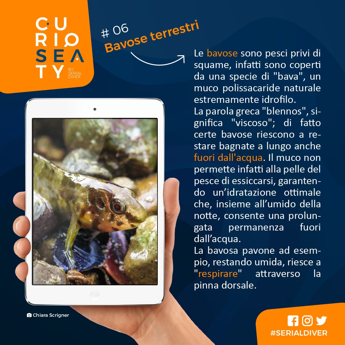 SerialDiver's tweet image. L'avresti mai detto? 😎🔍
#serialdiver #curioseaty #curious #sea #news #curiosita #marino #immersioni #sub #subacquea #magazine #graphicdesign #socialmedia #rubrica #novita #blu #blue #italy #interesting #blenny #bavosa