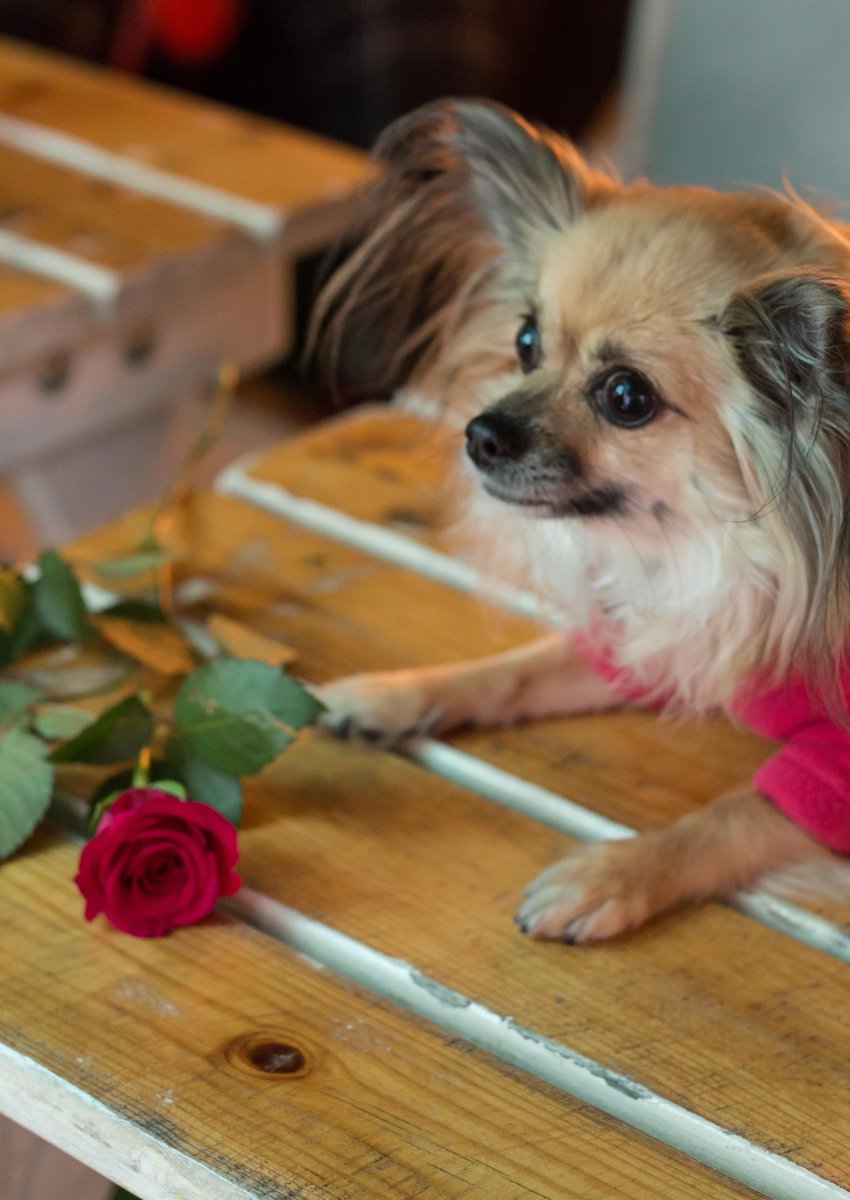 Back to work today .. some cuties to make your Monday a great day ! 😍 
📸 : Emily Bowden Photography