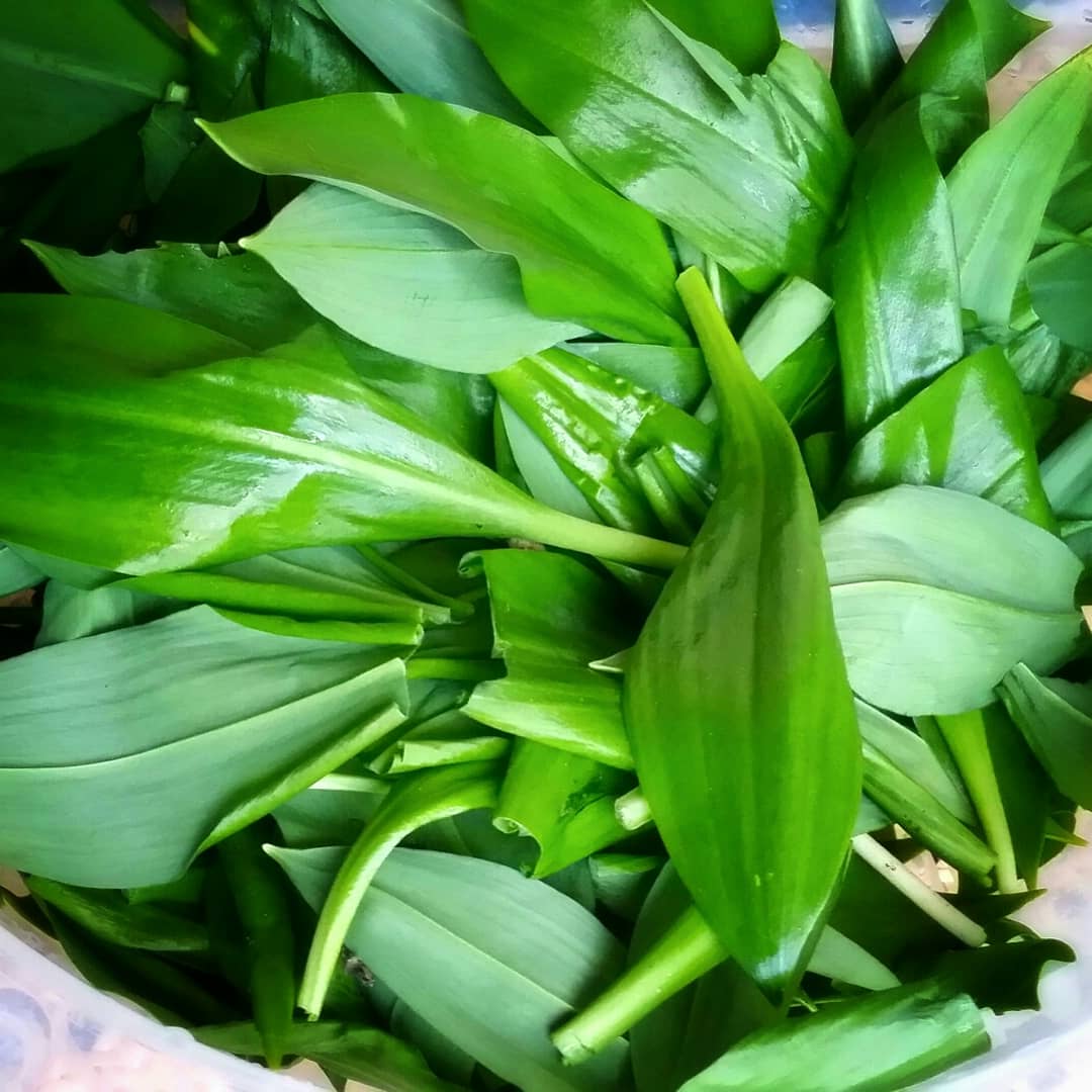 Es_wird_jetzt's tweet photo. Die Natur hat wieder begonnen, uns reich zu beschenken - in unserer eigenen Umgebung.
Wichtige Hinweise fürs Pflücken von Bärlauch und Rezepte finden sich zahlreich im Internet.
En guete!

#gönndirdasbeste #wenigeristmehr #keinverpackungsmüll https://t.co/PRnw0S61kd