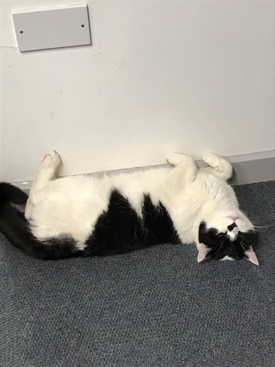 stationmoggy's tweet photo. #MondayMotivation 👨🏻‍✈️👩‍✈️
Day 7 of 7 shifts today so today is our Fridayyy for Team3 NPT👍🏻
Yipeeeeeeee👌😻think I’ll just do a few Yoga 🧘‍♂️moves to celebrate this ImPAWtant fact 😂😻👌🐾#Leftlegin #leftlegout 🎶 😂🐾
#Asyouwere 👩‍✈️👨🏻‍✈️👩‍✈️👨🏻‍✈️😻 https://t.co/QWtgVK0Nsf