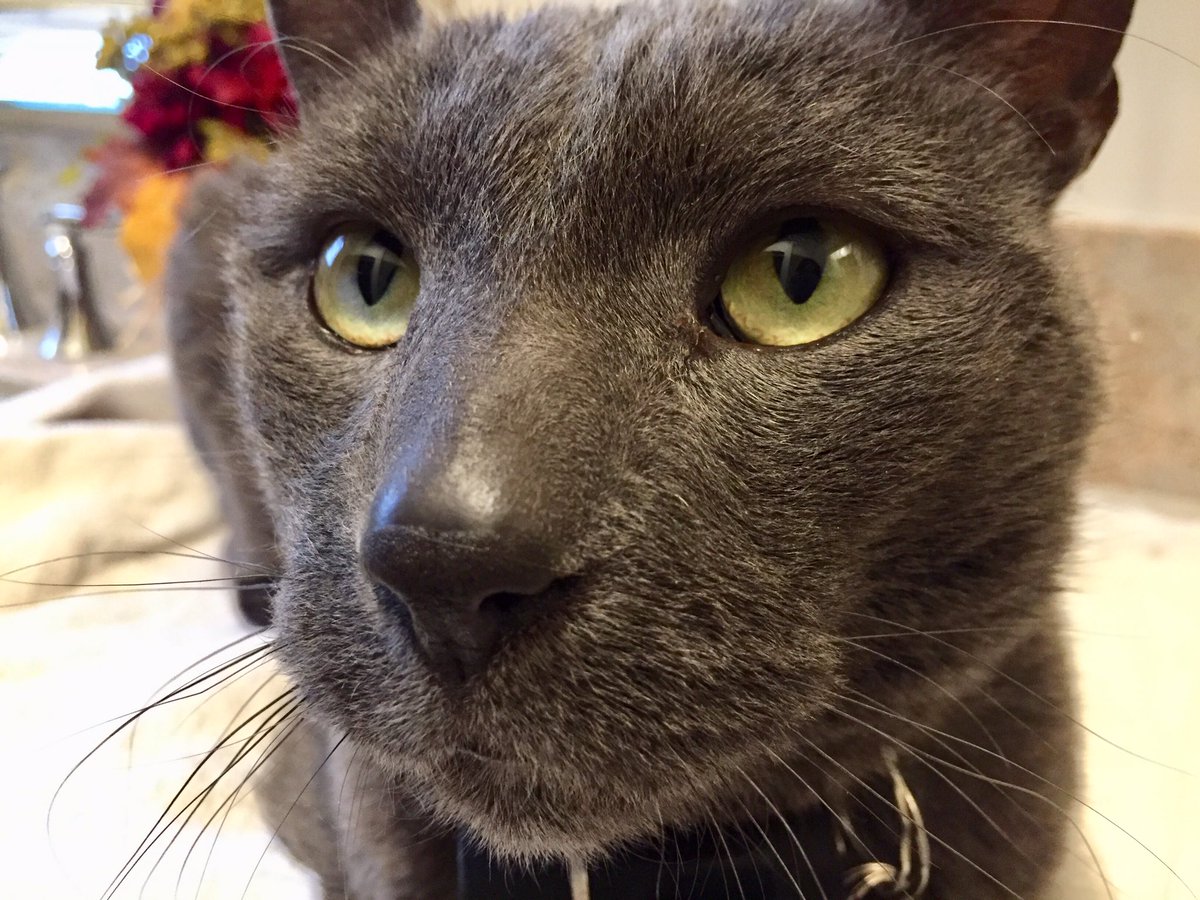 411inToronto's tweet image. #toronto in its 24th #extremeColdAlert this #winter! we need to grow #furCoats up here in #canada!