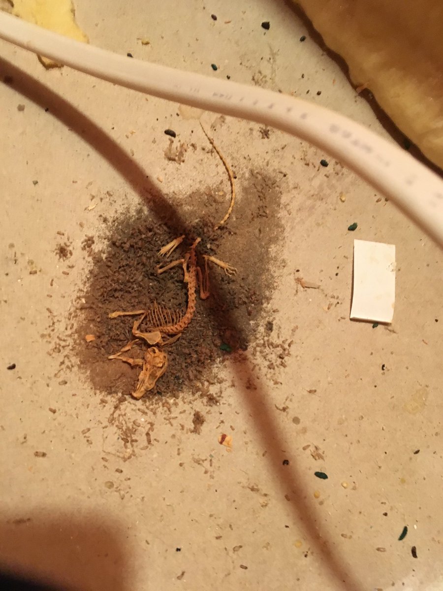 Does anyone have any idea what this is?  Found it in an attic while replacing insulation. It’s rather small, as that is an electric wire over it. Thought it may be a bird...but has a skeletal tail, maybe a baby squirrel but has a beak..ideas?