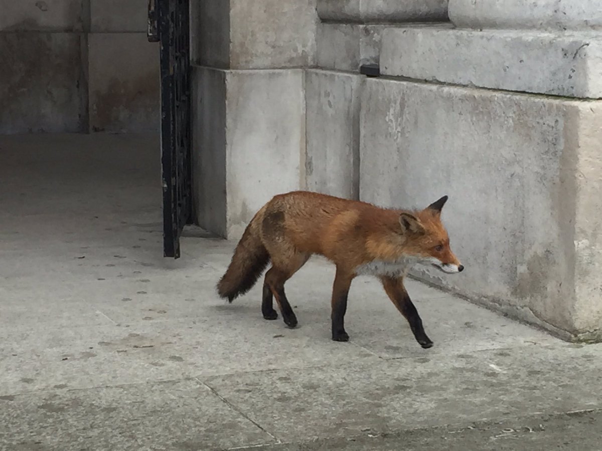 TrinityResearch's tweet photo. A new researcher in Trinity? What an amazing sight in the middle of the day in front square https://t.co/jmcjSs79xq