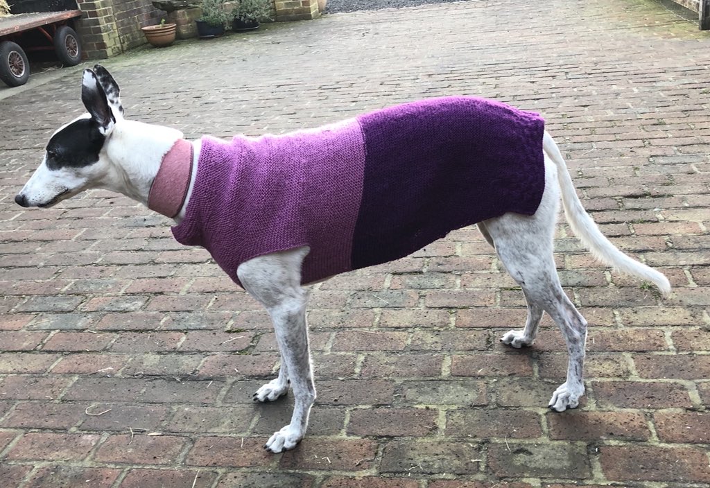ToniTon830's tweet photo. Lucky modelling her new jumper knitted by Grandma 🐾 @dogcelebration #greyhound #greyhoundlife #greyhoundsoftwitter #adoptdontshop #rescuedog #dogstyle #keepingwarm #itsnotspringyet https://t.co/dTiBAVWfio